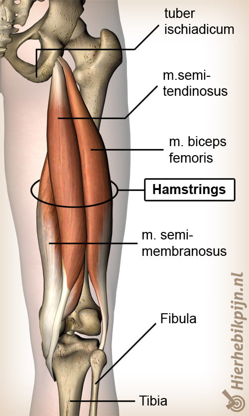 hamstring verrekt